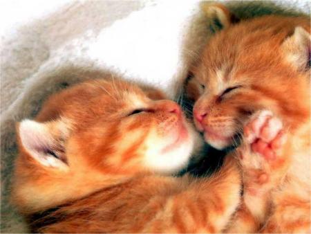 chaton 4